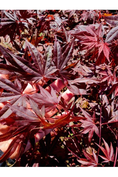 Клён веерный / пальмолистный Атропурпуреум 